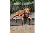 Adopt Riley a Red/Golden/Orange/Chestnut American Pit Bull Terrier / Mixed dog