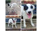 Adopt Robyn a White - with Tan, Yellow or Fawn Mixed Breed (Medium) / Mixed dog