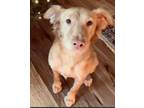 Adopt Lexi a Red/Golden/Orange/Chestnut Golden Retriever / Husky / Mixed dog in