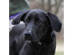 Adopt Ninja a Black Labrador Retriever / Mixed dog in Madisonville