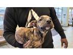Adopt BRITA a Brindle American Staffordshire Terrier / Mixed dog in San Antonio