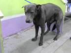 Adopt OSO A Gray/Blue/Silver/Salt & Pepper Labrador Retriever / Mixed Dog In
