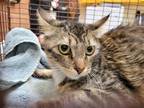 Adopt MOMMA B a Brown Tabby Domestic Shorthair / Mixed (short coat) cat in Los