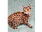 Adopt TEA LEAF a Brown Tabby Domestic Shorthair / Mixed (short coat) cat in