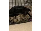 Adopt Amado a Black German Shepherd Dog / Labrador Retriever / Mixed dog in