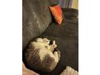 Adopt Smokie a Gray, Blue or Silver Tabby Calico / Mixed (short coat) cat in