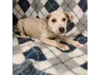 Adopt a Brown/Chocolate Labrador Retriever / Mixed dog in Conroe, TX (33724745)