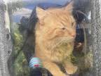 Adopt CARMELLO a Orange or Red Tabby Domestic Shorthair / Mixed (short coat) cat