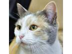 Adopt Stickers a Gray or Blue Domestic Shorthair / Mixed cat in Ottawa