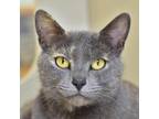 Adopt Kitty Kitty a Gray or Blue Domestic Shorthair / Mixed cat in Ottawa