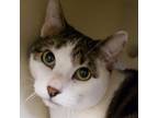 Adopt Love a White Domestic Shorthair / Mixed cat in Ottawa, KS (33726062)