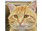 Adopt Alonzo a Orange or Red Domestic Shorthair / Mixed cat in Ottawa