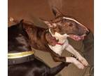 Adopt Holly a Brindle - with White Bull Terrier / Mixed dog in Columbus