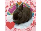 Adopt Spinnie a Chocolate American / Mixed rabbit in Roseville, CA (33726023)