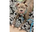 Adopt Flo a Pit Bull Terrier / Mixed dog in Columbus, OH (33725949)