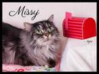 Adopt Missy a Gray or Blue Domestic Shorthair / Domestic Shorthair / Mixed (long