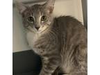 Adopt Baloo Bear 22241 a Gray or Blue Domestic Shorthair / Mixed cat in