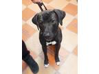 Adopt Diesel a Black Labrador Retriever / Mixed dog in Appleton, WI (33725672)