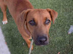 Adopt MAGGIE a Tan/Yellow/Fawn - with White Labrador Retriever / Greyhound /