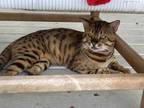 Adopt CHEWY a Brown Tabby Bengal / Mixed (short coat) cat in Naples