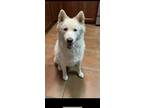 Adopt Aspen a White Husky dog in San Antonio, TX (33724251)