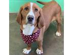 Adopt Slinky a Basset Hound / Mixed dog in Lexington, KY (33725691)