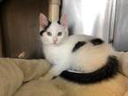 Adopt Jollie- Special Needs! a White Domestic Shorthair / Domestic Shorthair /