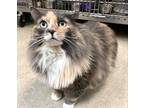 Adopt Baby Blu a Gray or Blue Domestic Longhair / Domestic Shorthair / Mixed cat