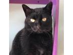 Adopt Inara a All Black Domestic Shorthair / Mixed cat in Brimfield