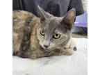 Adopt Precious a Calico or Dilute Calico Domestic Shorthair / Mixed cat in