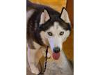 Adopt Hope (courtesy Post) A White - With Gray Or Silver Husky / Mixed Dog In
