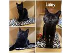 Adopt Lainy a All Black Domestic Shorthair / Mixed cat in Hemet, CA (33725448)