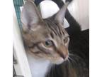 Adopt Luke a Brown or Chocolate Domestic Shorthair / Mixed cat in Hemet