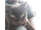 Adopt Wednesday a All Black Domestic Mediumhair / Mixed cat in Hemet