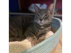 Adopt Tigger a Gray or Blue Domestic Shorthair / Mixed cat in Ridgeland