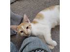Adopt Saint a Orange or Red Tabby Domestic Shorthair (short coat) cat in