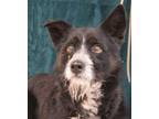 Adopt MOMO a Black - with White Border Collie / Corgi / Mixed dog in Cookeville