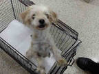Adopt LUCY a White Scottie, Scottish Terrier / Mixed dog in Doral, FL (33725211)
