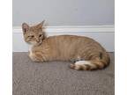 Adopt Dallas a Orange or Red Tabby Domestic Shorthair (short coat) cat in