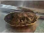 Adopt TURTLE MAN A Turtle  Other  Mixed Reptile Amphibian Andor Fish In Las Vegas NV 33725250
