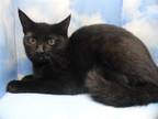 Adopt a All Black Domestic Shorthair / Mixed (short coat) cat in Fort
