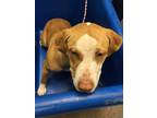 Adopt MISTY a Red/Golden/Orange/Chestnut - with White American Pit Bull Terrier