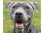 Adopt Rocky a Gray/Blue/Silver/Salt & Pepper Mixed Breed (Large) / Mixed dog in