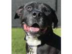 Adopt Chico a Black Mixed Breed (Large) / Mixed dog in Blackwood, NJ (33725120)