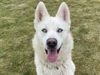 Adopt COCO a White Siberian Husky / Mixed dog in Tustin, CA (33725117)