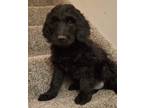 Adopt Stewart a Black Standard Poodle / Mixed dog in Sandy, UT (33725111)