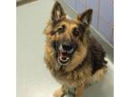 Adopt Tigera a Black German Shepherd Dog / Mixed dog in Richmond, VA (33716743)