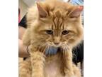 Adopt Tank a Domestic Shorthair / Mixed cat in Birmingham, AL (33724975)