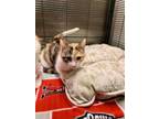Adopt Sarah a Orange or Red Domestic Shorthair / Domestic Shorthair / Mixed cat