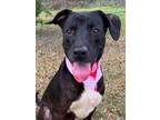 Adopt Max a Black Labrador Retriever / Mixed dog in Gulfport, MS (33724891)